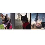 kittykatties_ profile picture