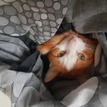 kitty_rispens profile picture