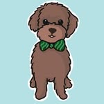 kiwi_the_poodle profile picture