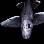 kjdiploid profile picture