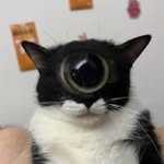 kkellg profile picture