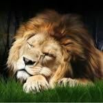 kkhaitan007 profile picture