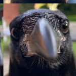 klauskrage profile picture