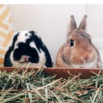 klausvonbunbun profile picture