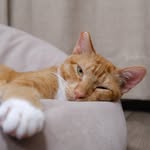 kloucat profile picture