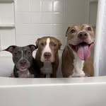 knight_thepit profile picture