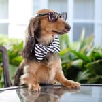 knoxthedox profile picture