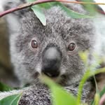 koalakrusader profile picture