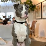 kobe.the.pittie profile picture