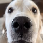 kobeandcorgis profile picture