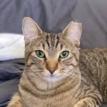 kobebeancat profile picture