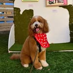 kobethekooldood profile picture