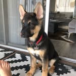 kobetheshephusky profile picture