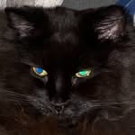 kodakodakodachameleon profile picture
