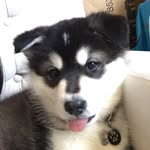 kodathemalamute2015 profile picture