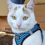 kodi.babes profile picture