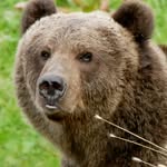 kodiakislandexpeditions profile picture