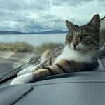kodiakthetravelcat profile picture