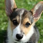 kogathecorgi profile picture
