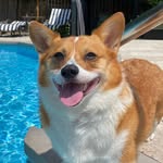 kogathecorgo profile picture
