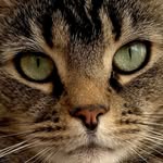 kolonykats profile picture
