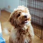 konachewingco profile picture