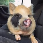 kookieandkipper_minipigs profile picture