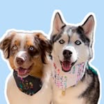 kookiethehuskie profile picture