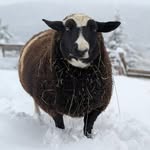 kootenay_acres_farm_sanctuary profile picture