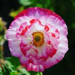 korotomi5359 profile picture