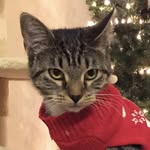 krankykitties profile picture