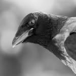 krari_crow profile picture