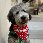 krembo_the_bernedoodle profile picture