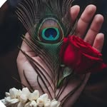 krishna443988 profile picture