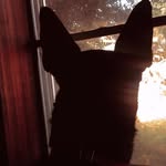 kristenst3wart profile picture