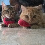 kucingkuwuk profile picture