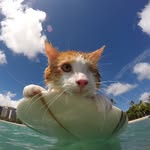 kulithesurfingcat profile picture