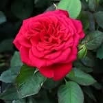 kumarkhusiyal87 profile picture