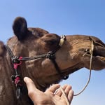kunwar_sa_jaisalmer34 profile picture