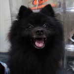 kuro20171130 profile picture