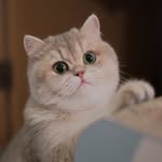 kuromeovv_ profile picture