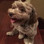 kuzcotheking profile picture