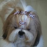 kyara_dede profile picture