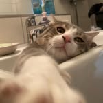 kylemermaidcat profile picture
