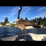 kylethegoose profile picture