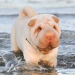 kyrasharpei profile picture