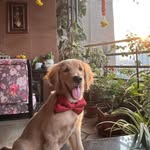 kyrodhote profile picture