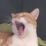 l0veisparanoid profile picture