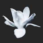 l_tilyy profile picture