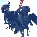 laanimalservicessmart profile picture